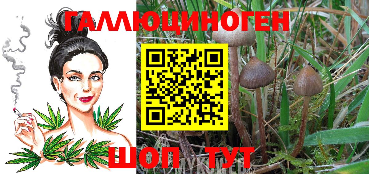 сколько стоит  Псилоцибиновые грибы Psilocybine cubensis  Вход с VPN  Сланцы 